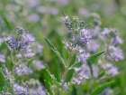 Dark Knight spirea flower bush, Summertime, New Mexico Art Print